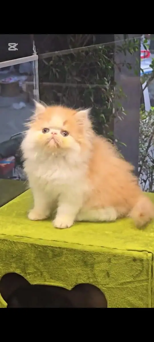 pure Persian cats vaccinated and healthy active WhatsApp/0346/4644037/ — photo 4