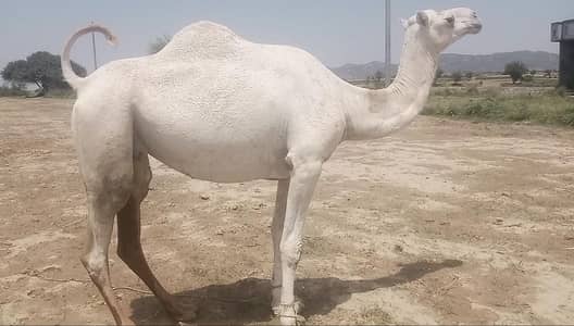 camel for sale. . . .