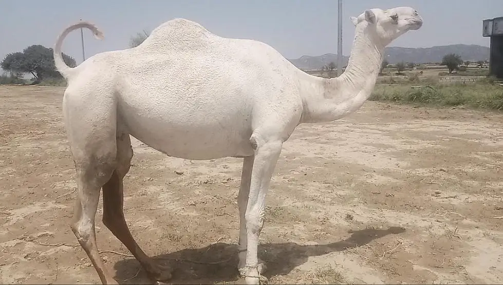 camel for sale. . . .