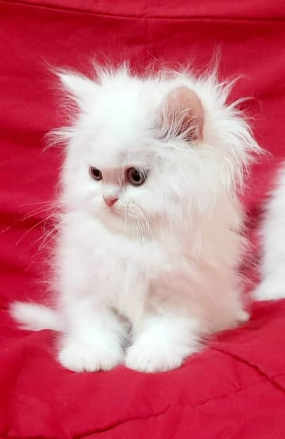 bhout friendli kitten ha extra long court ha