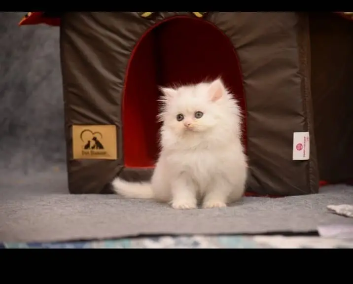 bhout friendli kitten ha extra long court ha — photo 2