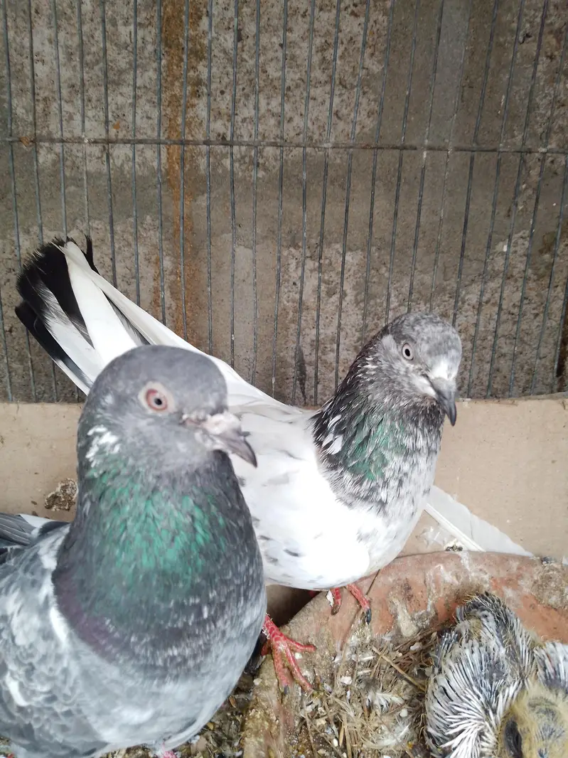 healthy and active pair — photo 5