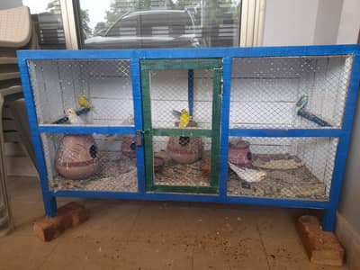 Parrots With Cage