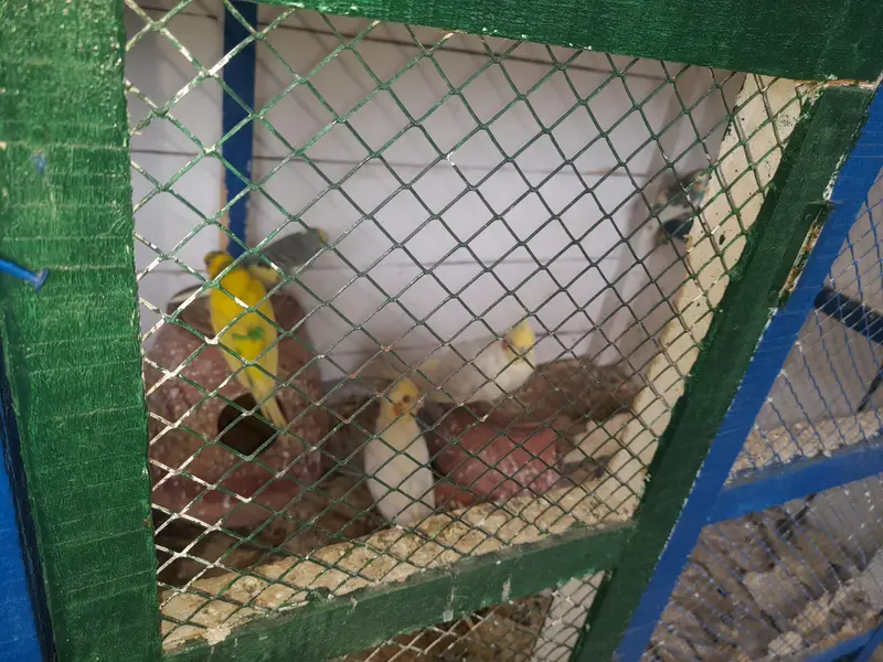 Parrots With Cage — photo 2