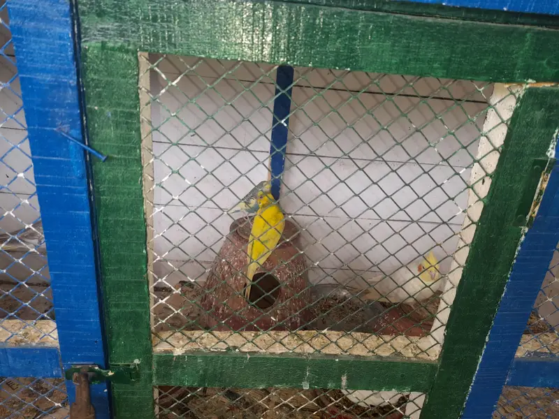 Parrots With Cage — photo 3