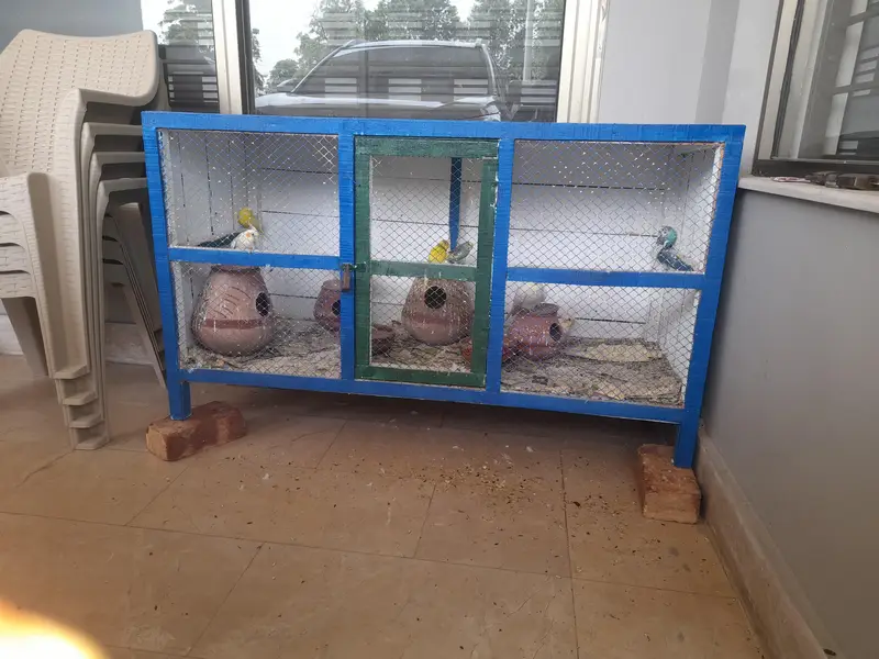 Parrots With Cage — photo 4