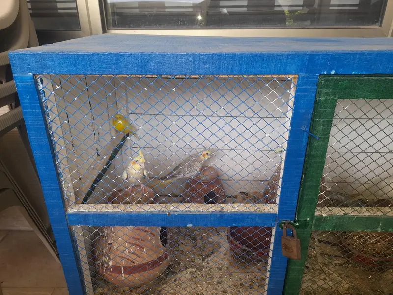 Parrots With Cage — photo 5