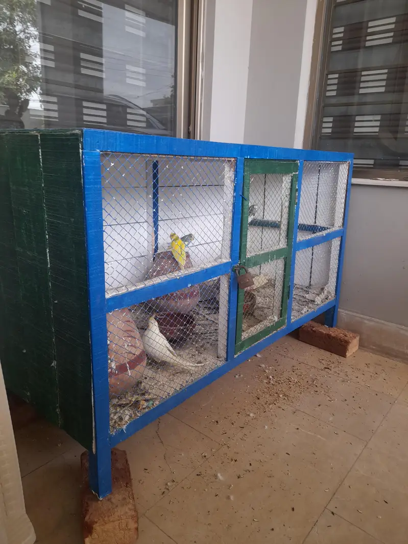 Parrots With Cage — photo 6