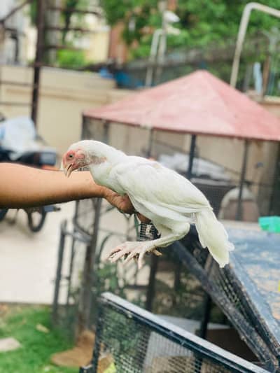 white heera Aseel