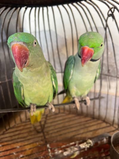 Pahari Breeder Parrot Pair