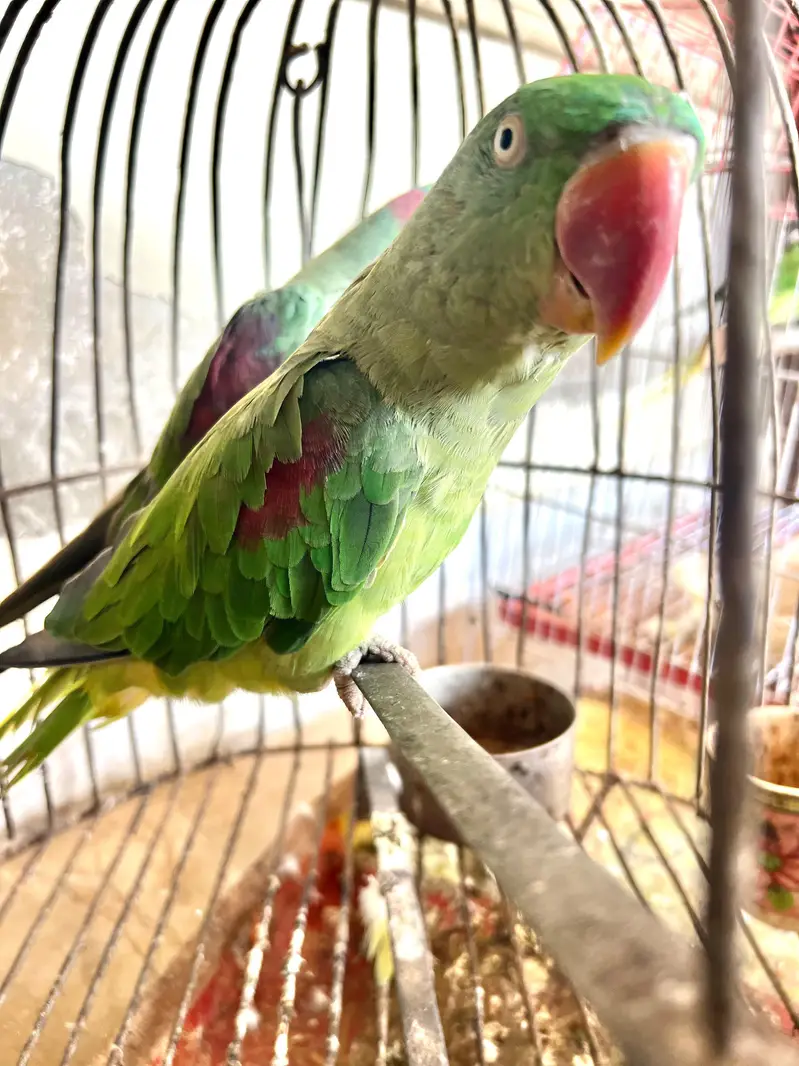 Pahari Breeder Parrot Pair — photo 2