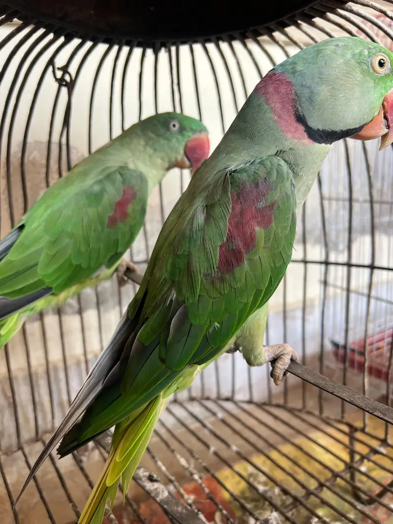Pahari Breeder Parrot Pair — photo 3