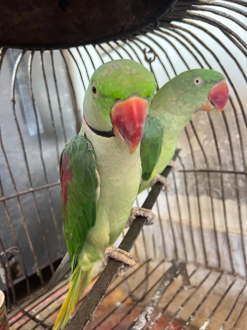 Pahari Breeder Parrot Pair — photo 4