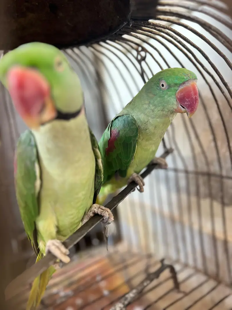 Pahari Breeder Parrot Pair — photo 5