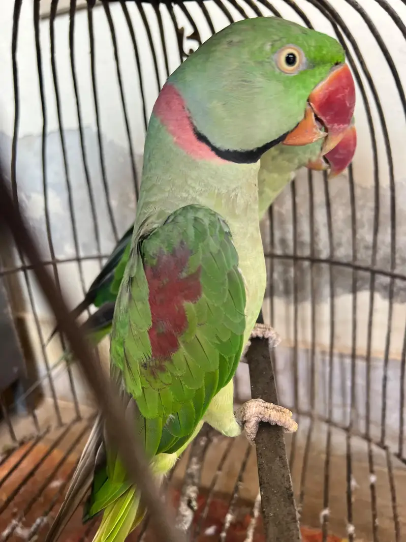 Pahari Breeder Parrot Pair — photo 6