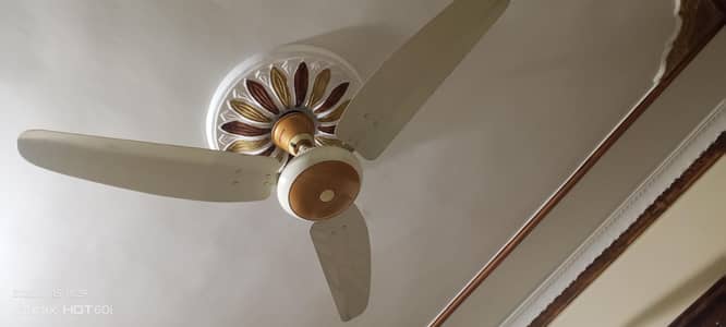 Royal Fan 5 fan
