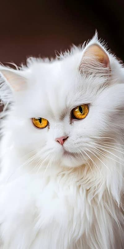 percian cat for sale