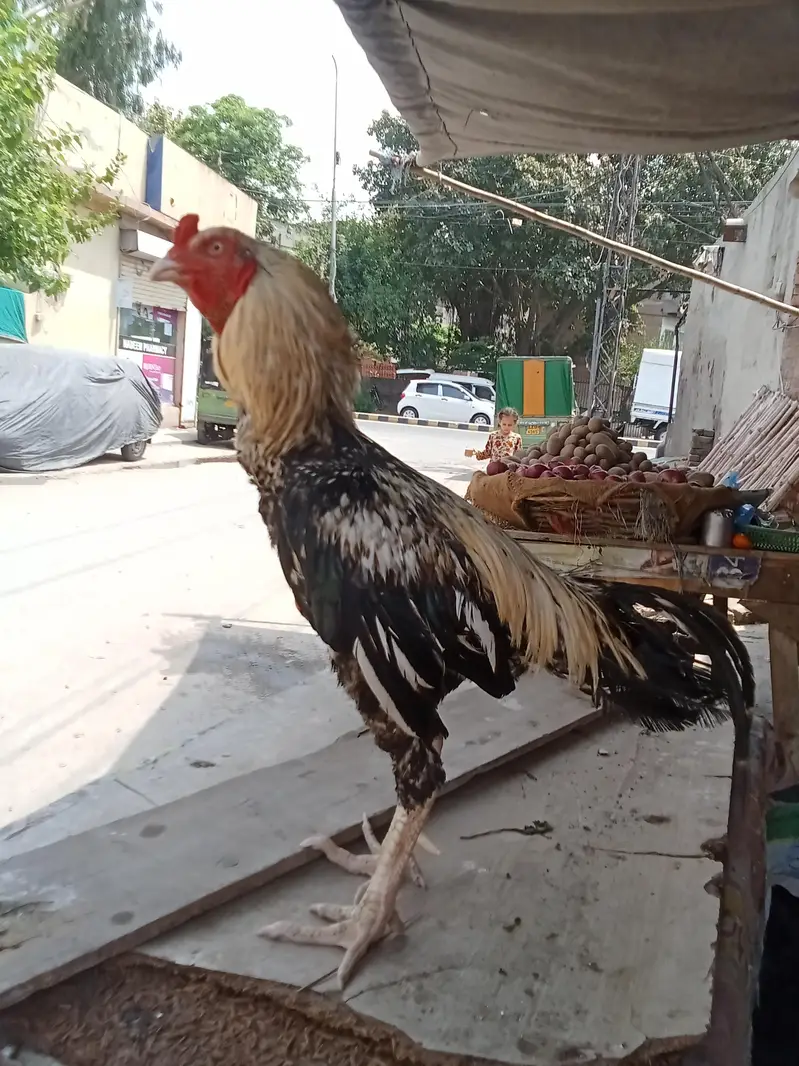 aseel jawa bredar or asella jawa patha for sale — photo 2