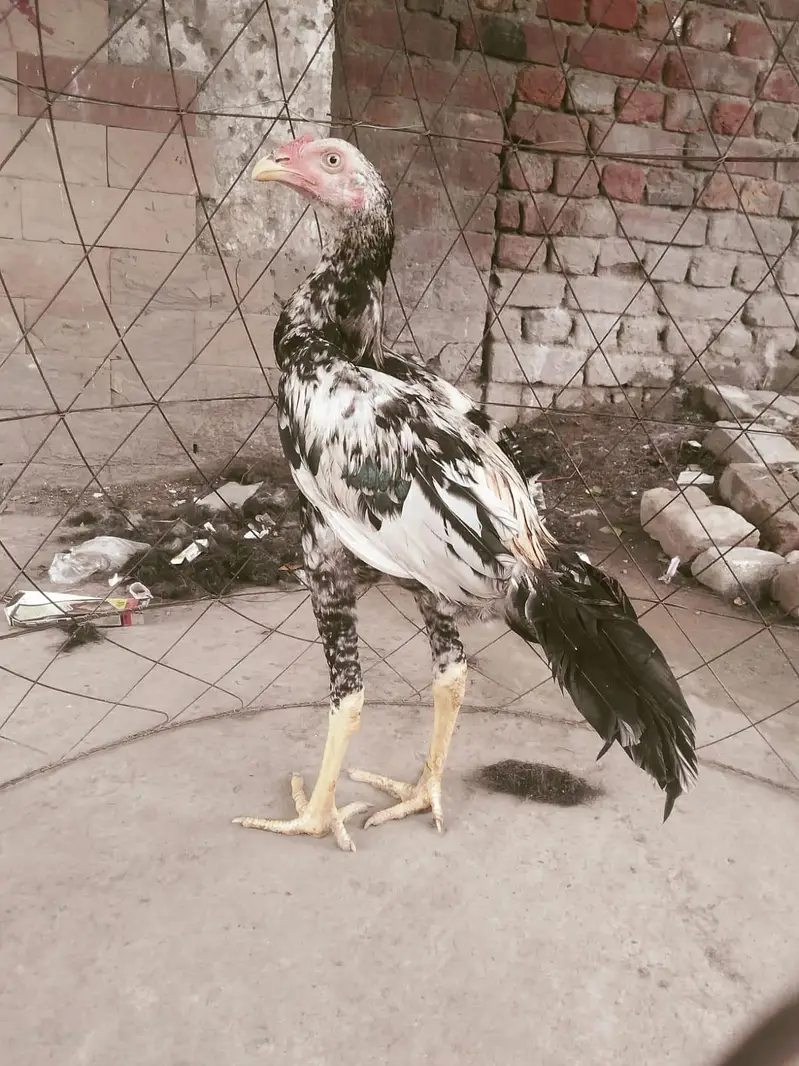 aseel jawa bredar or asella jawa patha for sale — photo 4