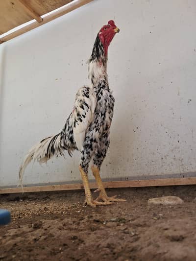 Oh Shamo Male available
