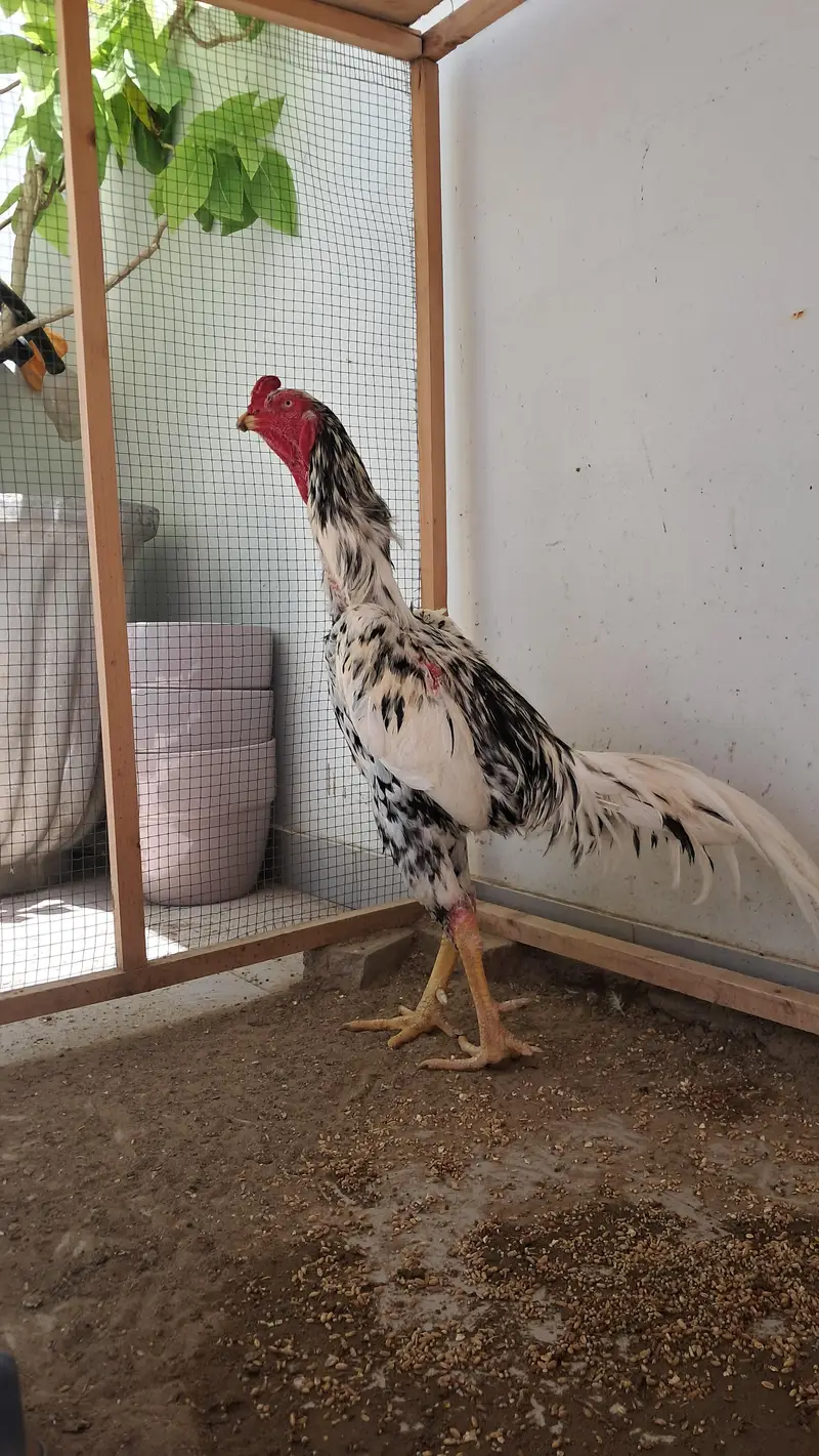 Oh Shamo Male available — photo 4