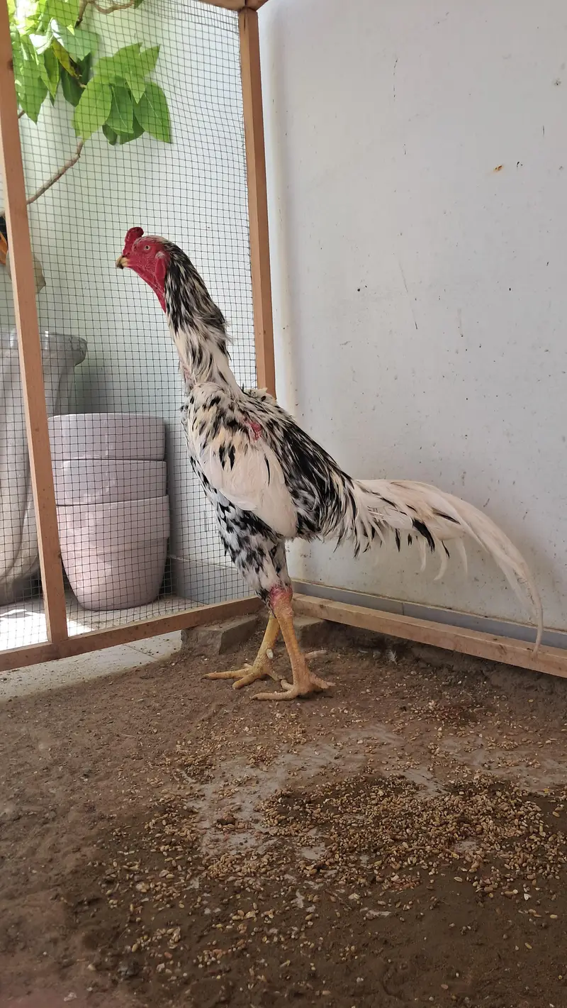 Oh Shamo Male available — photo 5