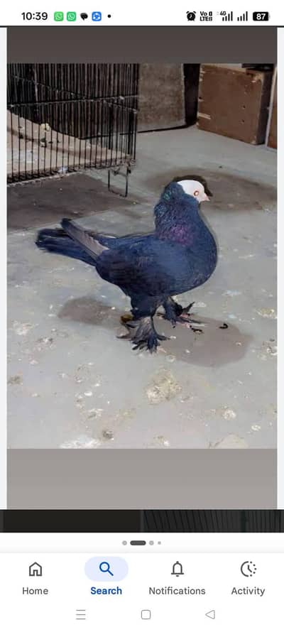 Black Mukhi Female Required Agr Kisi k pass hai to rabta karo