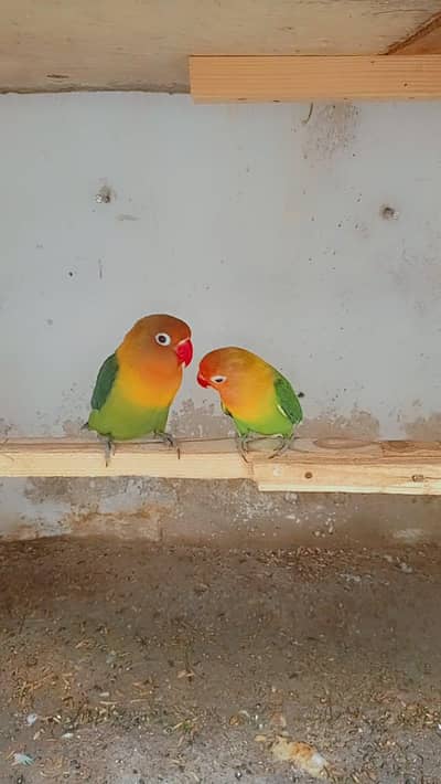 Love bird