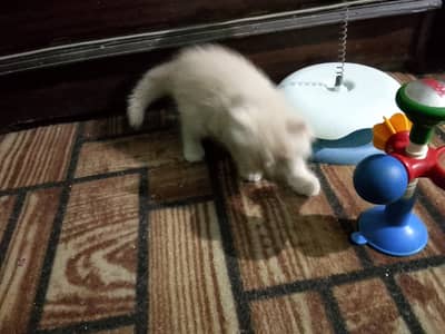 Pure persian kittens