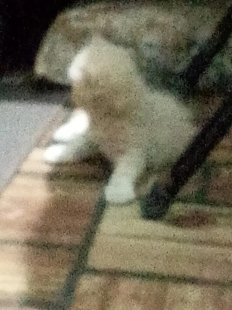 Pure persian kittens — photo 2