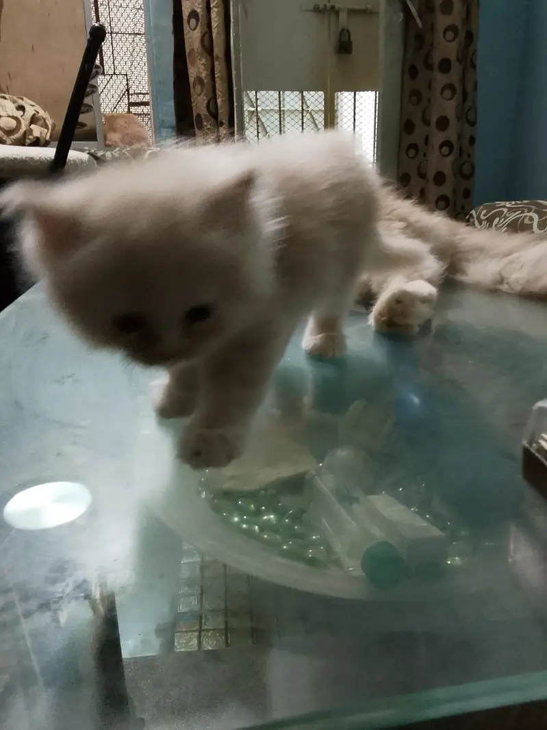 Pure persian kittens — photo 3