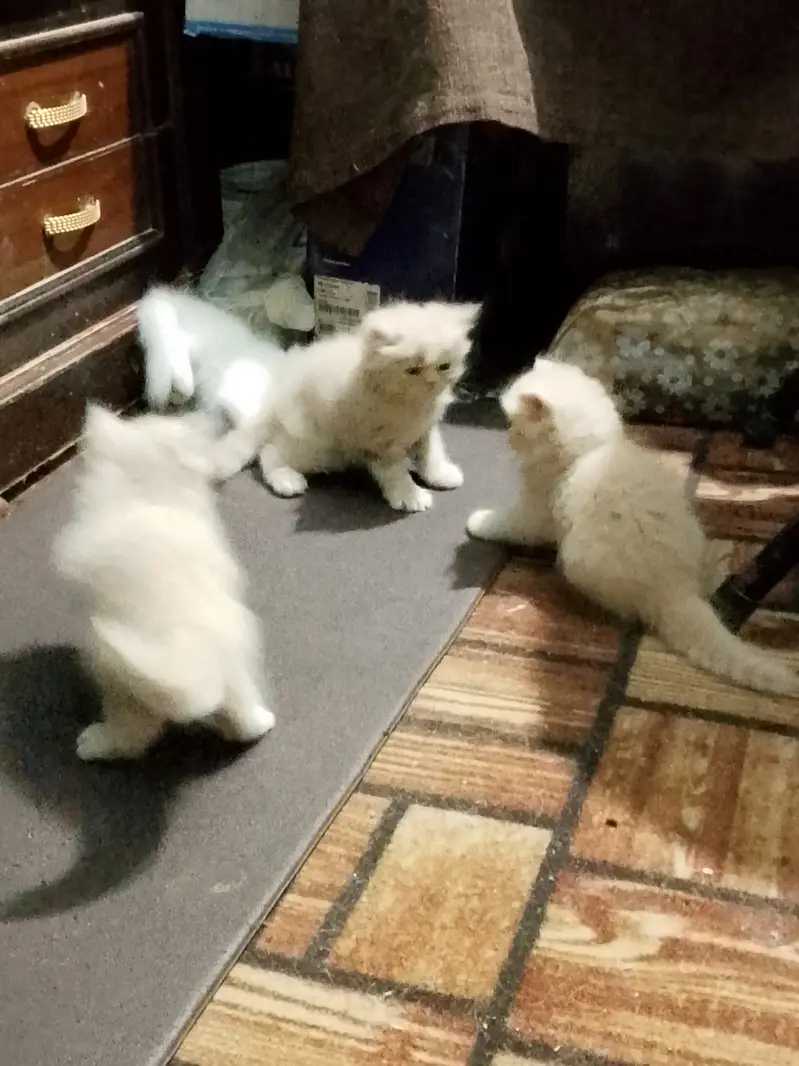 Pure persian kittens — photo 4