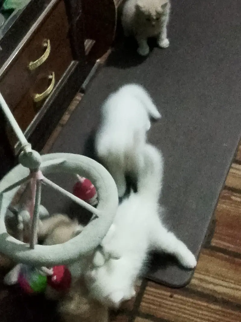 Pure persian kittens — photo 5