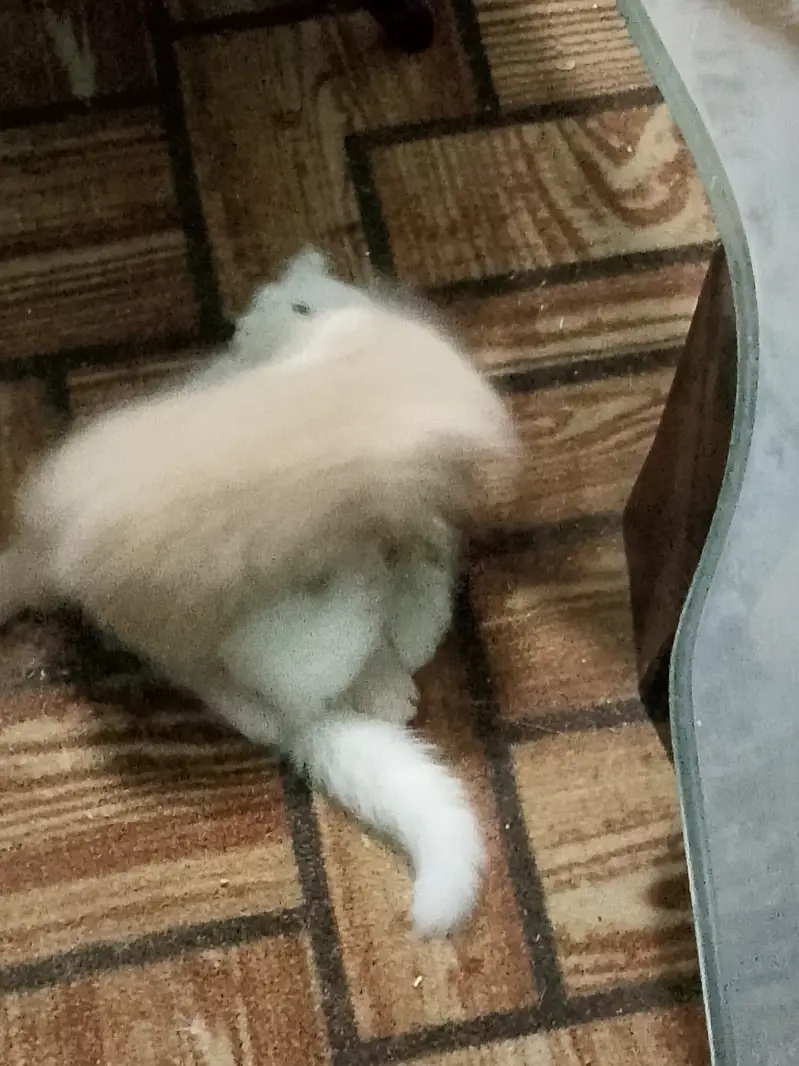 Pure persian kittens — photo 6
