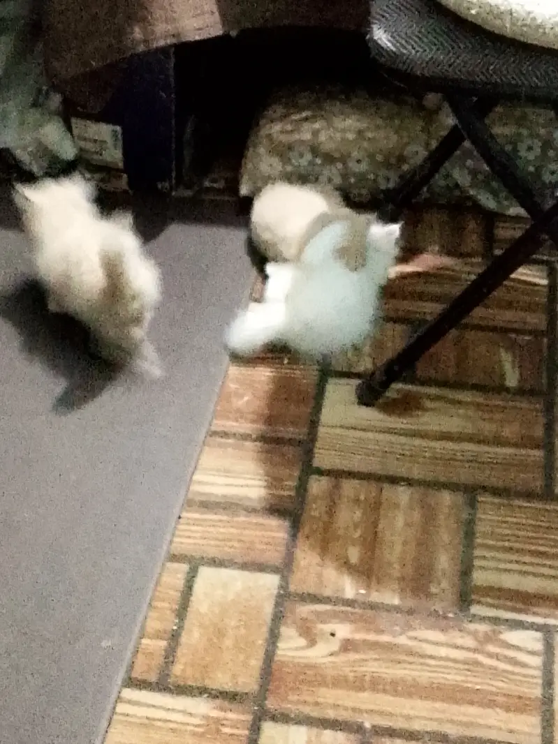 Pure persian kittens — photo 7