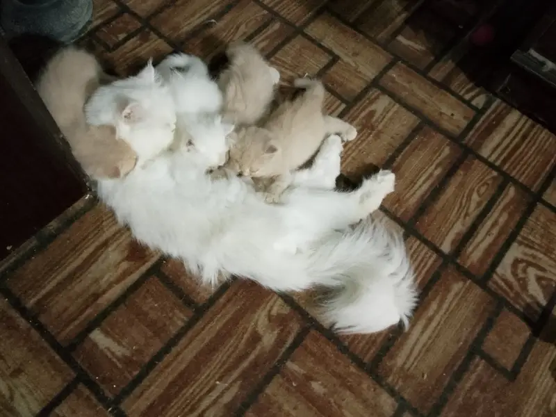 Pure persian kittens — photo 8
