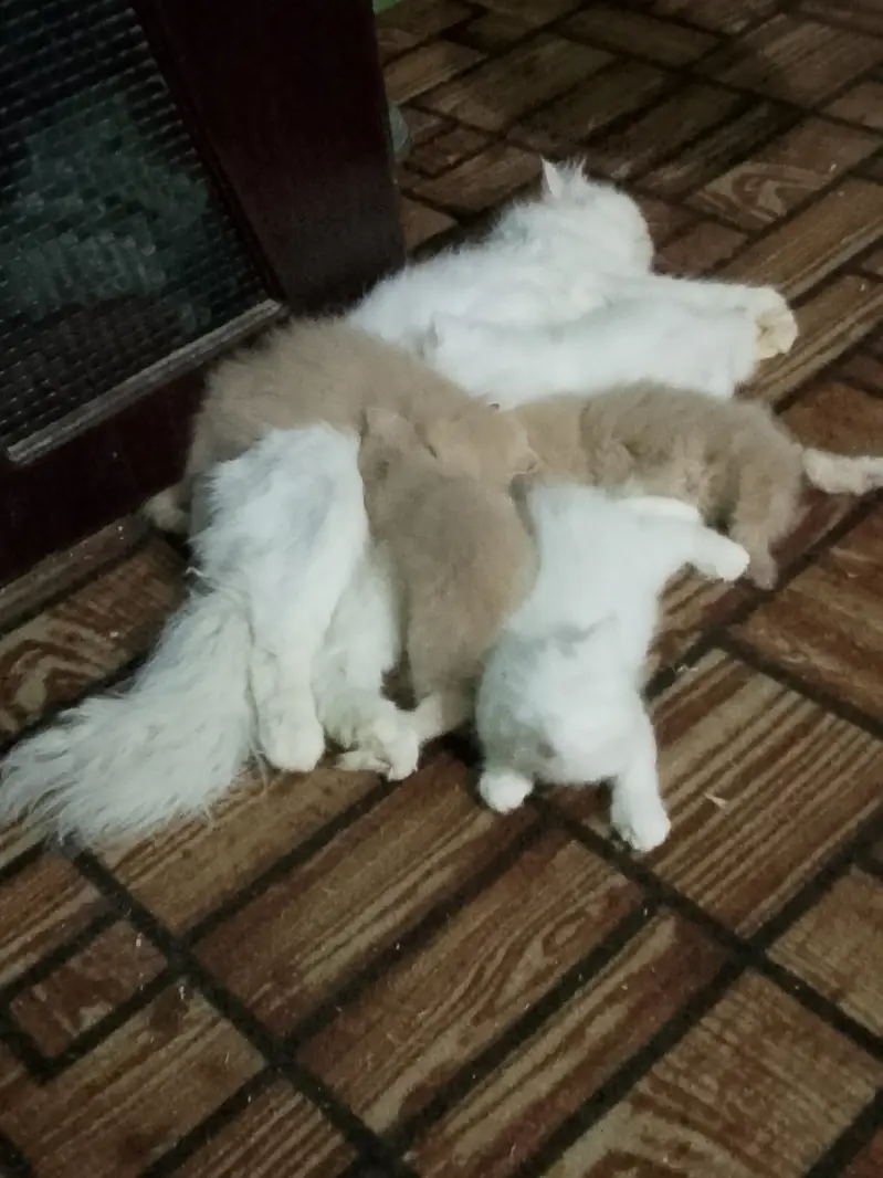 Pure persian kittens — photo 9