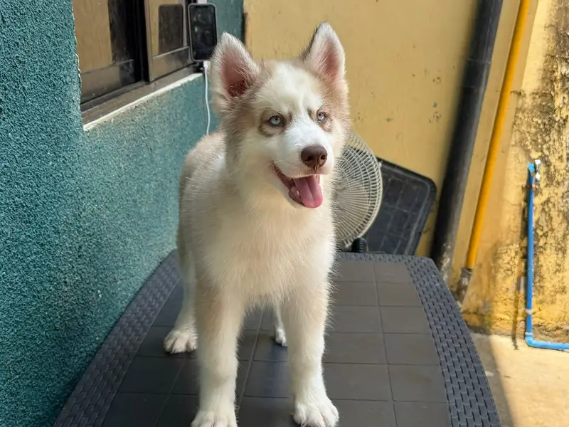 Siberian husky puppies dog for sale — photo 2