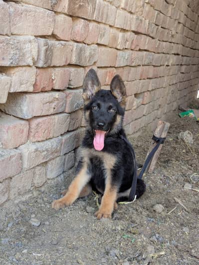 German shepherd female for sale