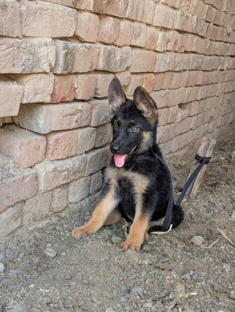 German shepherd female for sale — photo 2