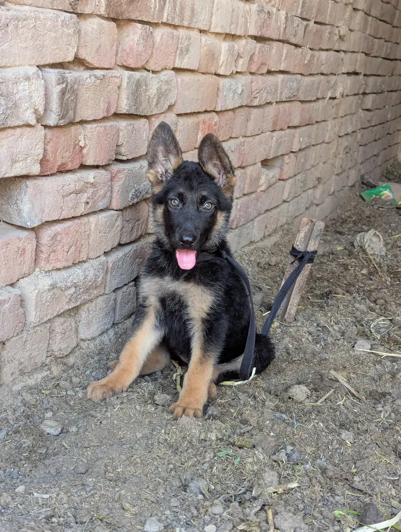 German shepherd female for sale — photo 3