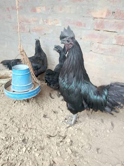 ayam cmani pair and whigt Shamo pair all bred available here