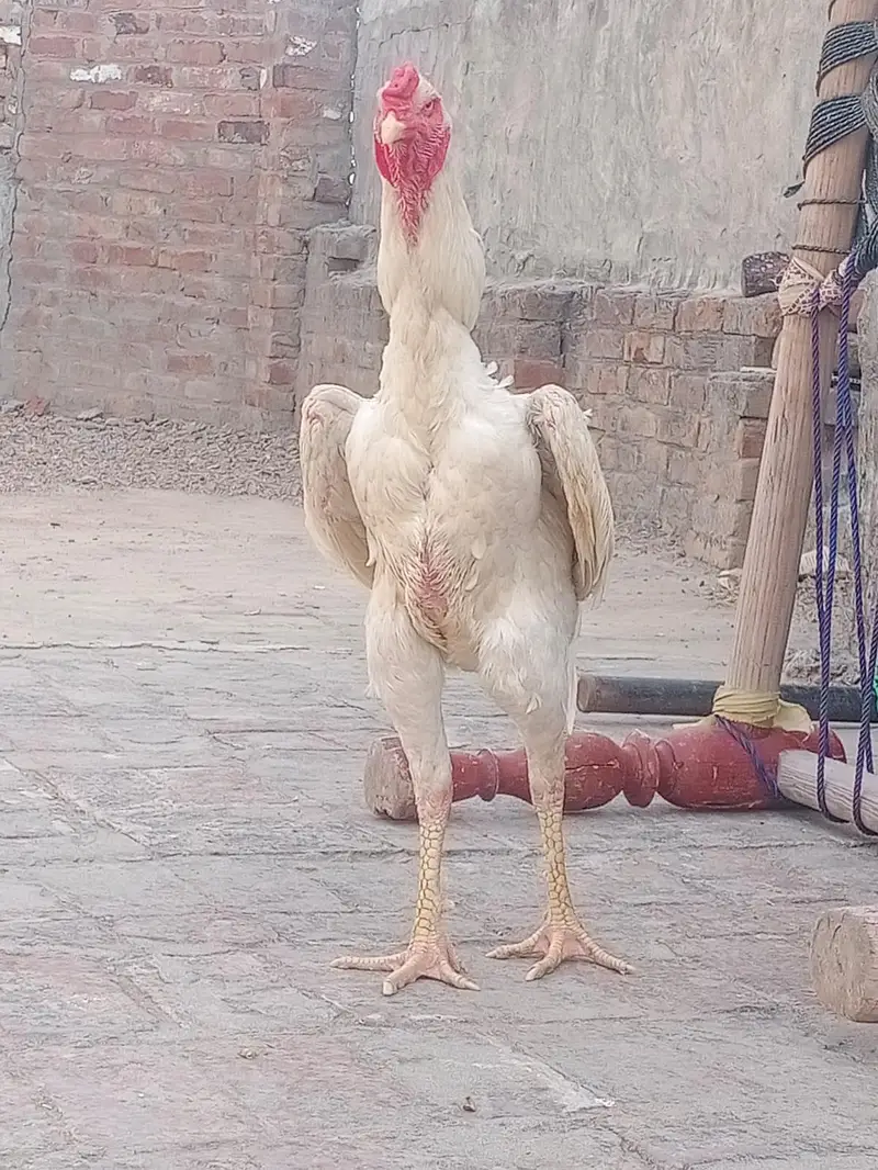 ayam cmani pair and whigt Shamo pair all bred available here — photo 2