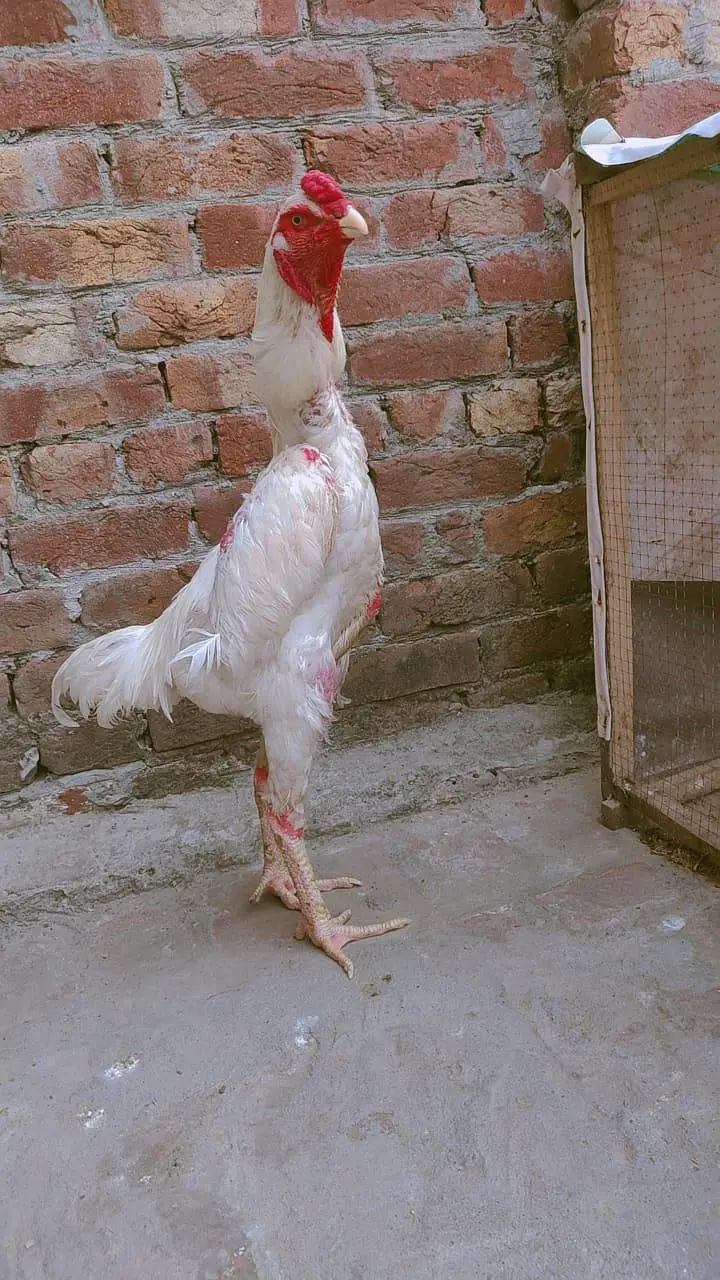 ayam cmani pair and whigt Shamo pair all bred available here — photo 6