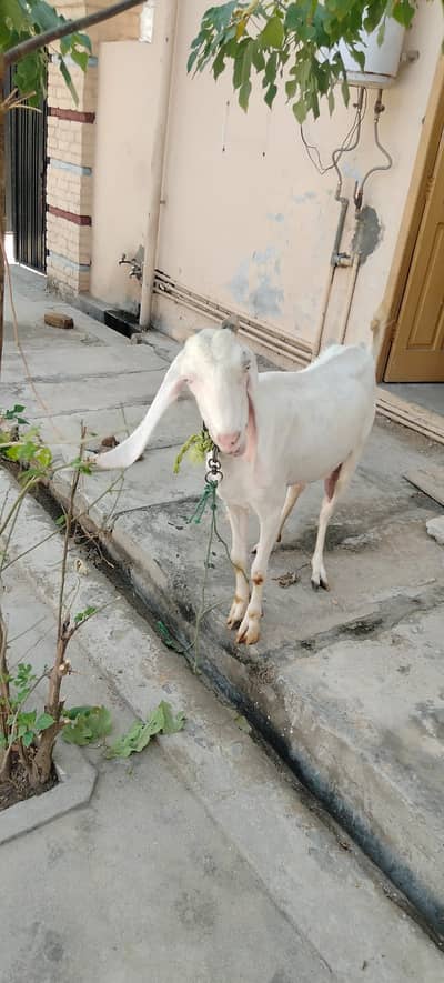 White Female Goat | Bakri For sale