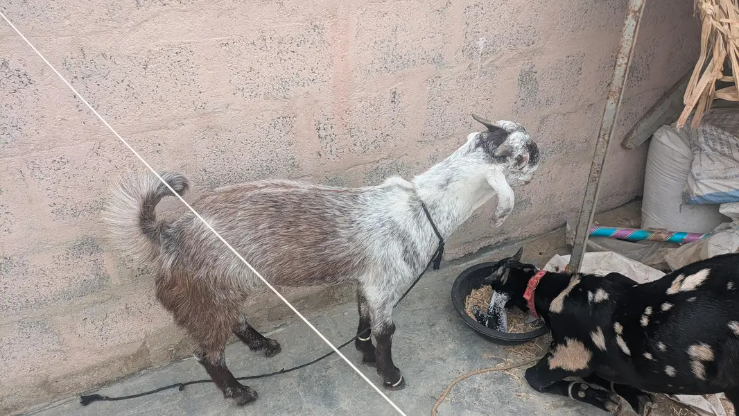 goats — photo 2