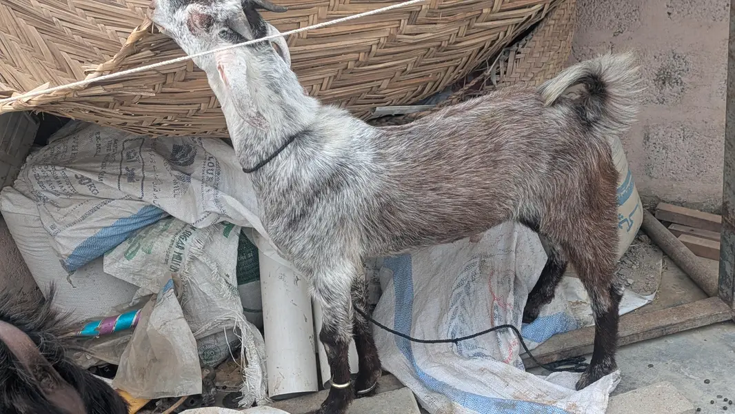 goats — photo 3