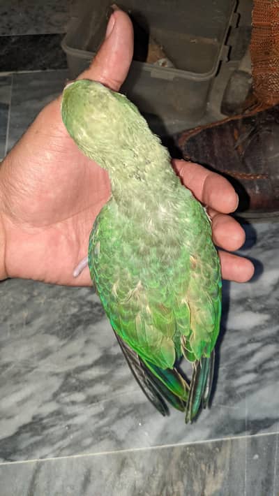Kashmir +ringneck cross baby
