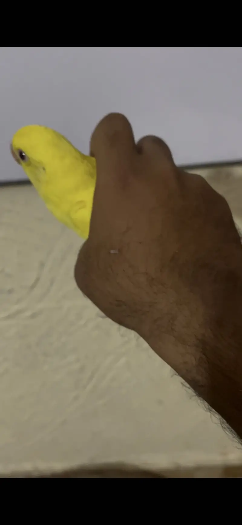 Yellow Ringneck Males Available — photo 2
