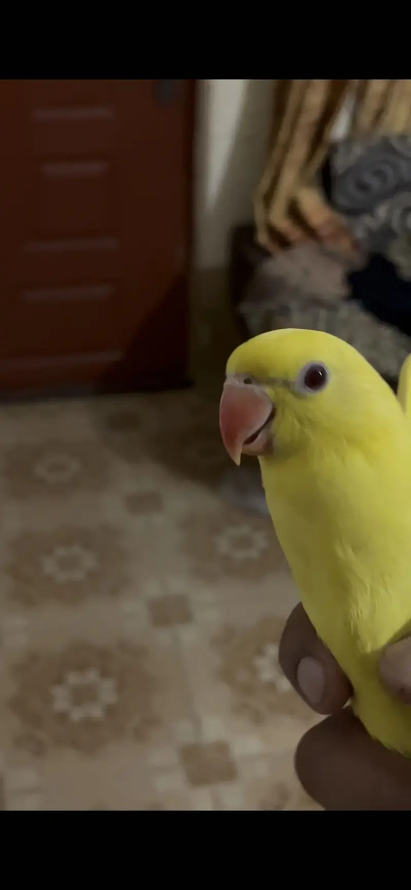 Yellow Ringneck Males Available — photo 3